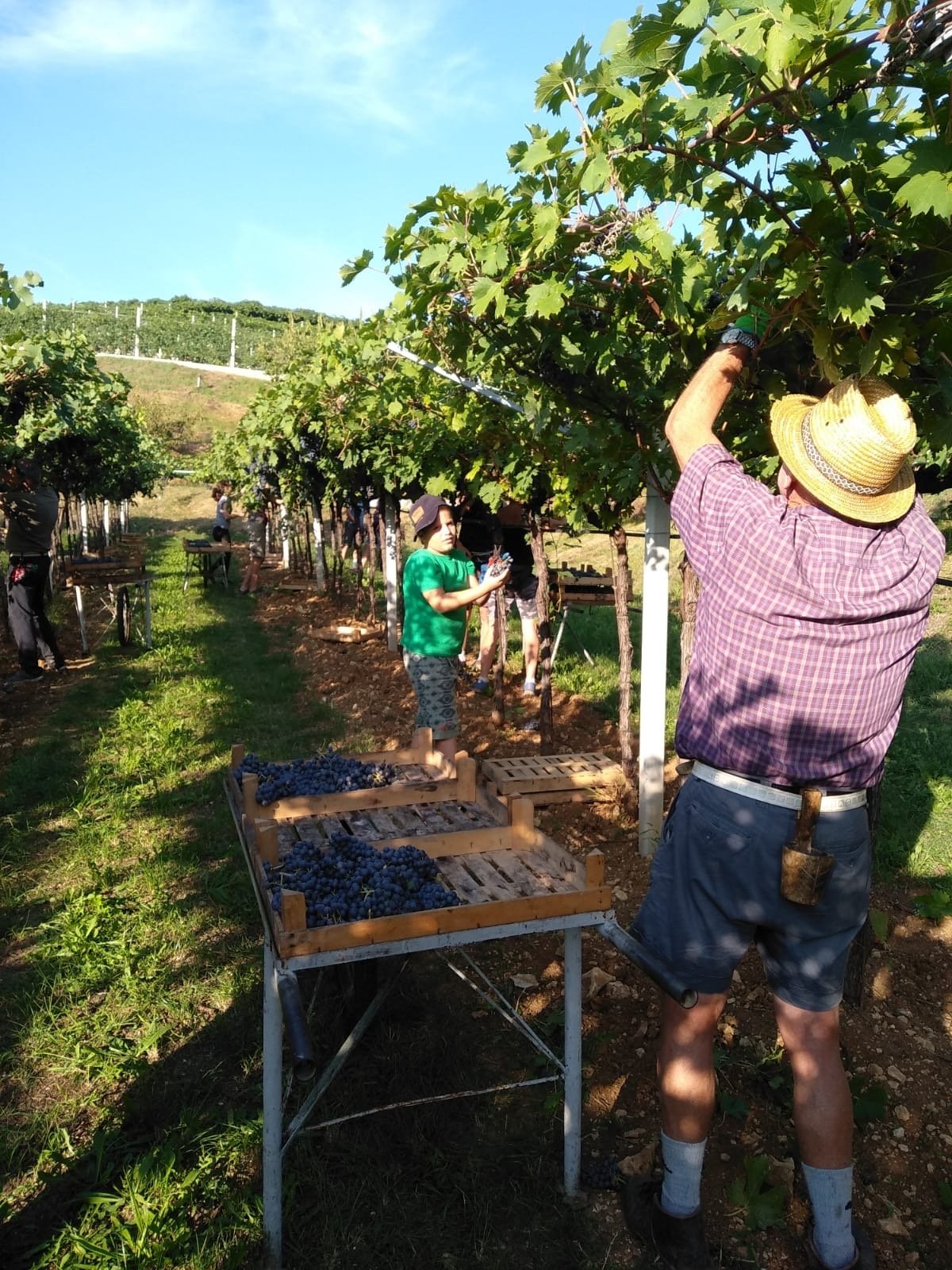 © Pandora's Bottle (2016) De druiven uit 2020 worden met de hand geplukt en in kleine kratjes gedaan.
