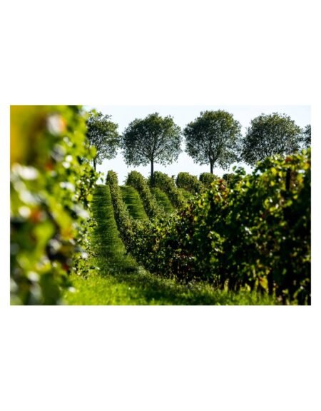 Castelvecchio Carso Sauvignon - Afbeelding 2
